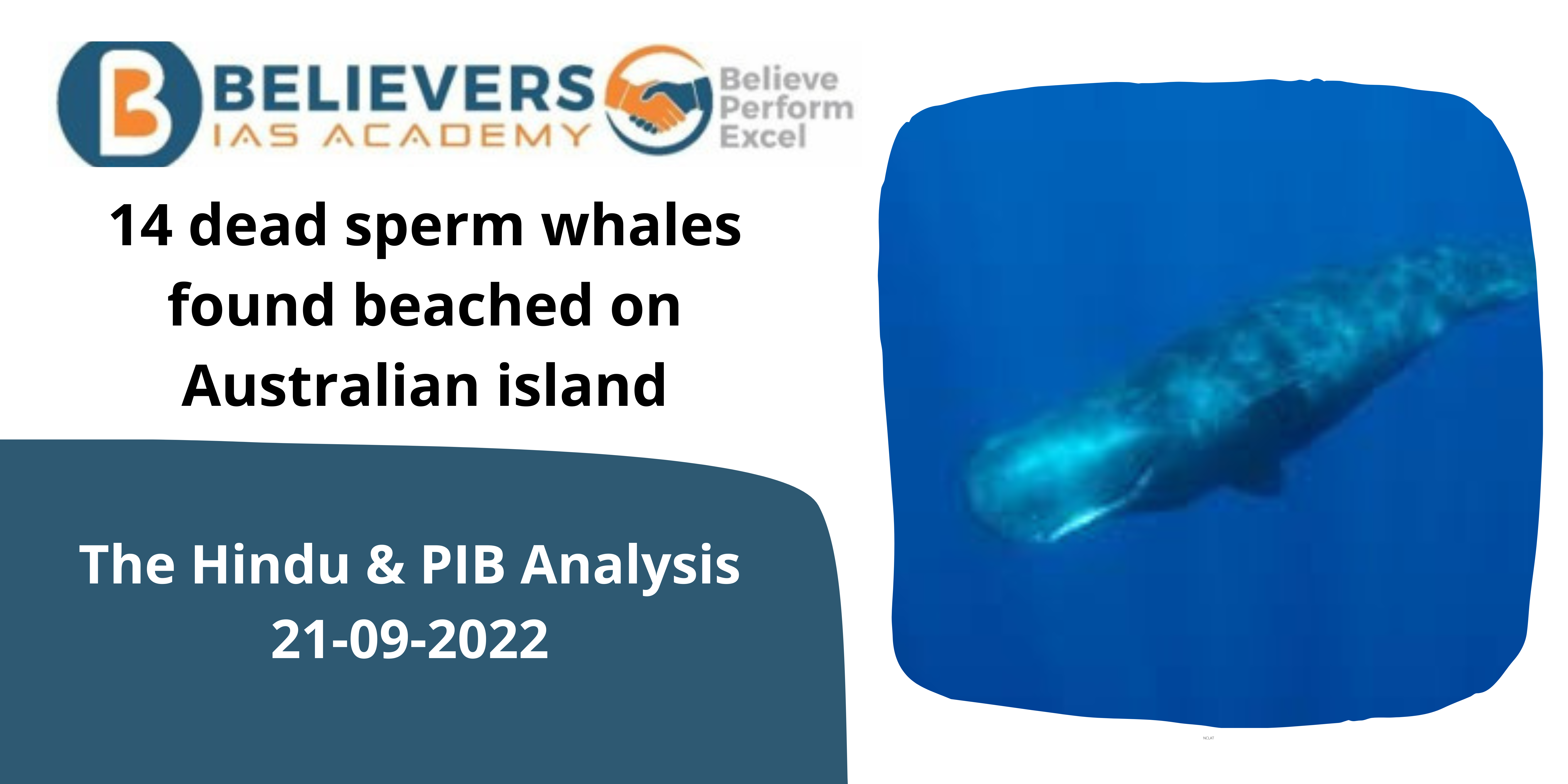 14 dead sperm whales found beached on Australian island